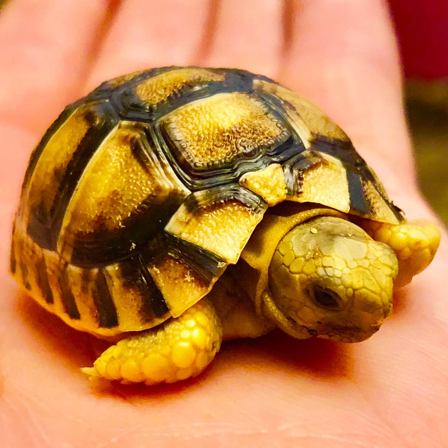 Tortoise Town - Check out this perfect little captive bred...