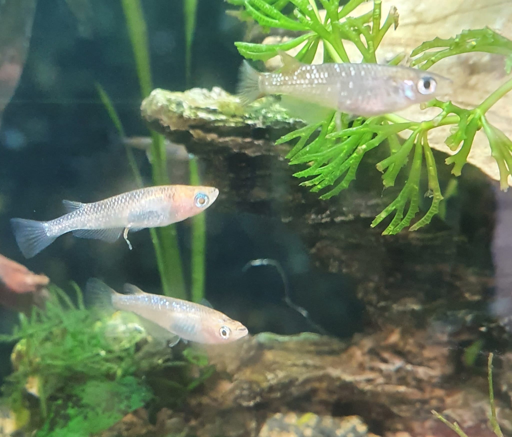 Diamond's Amphibians and Underwaterworld | Frankfurt