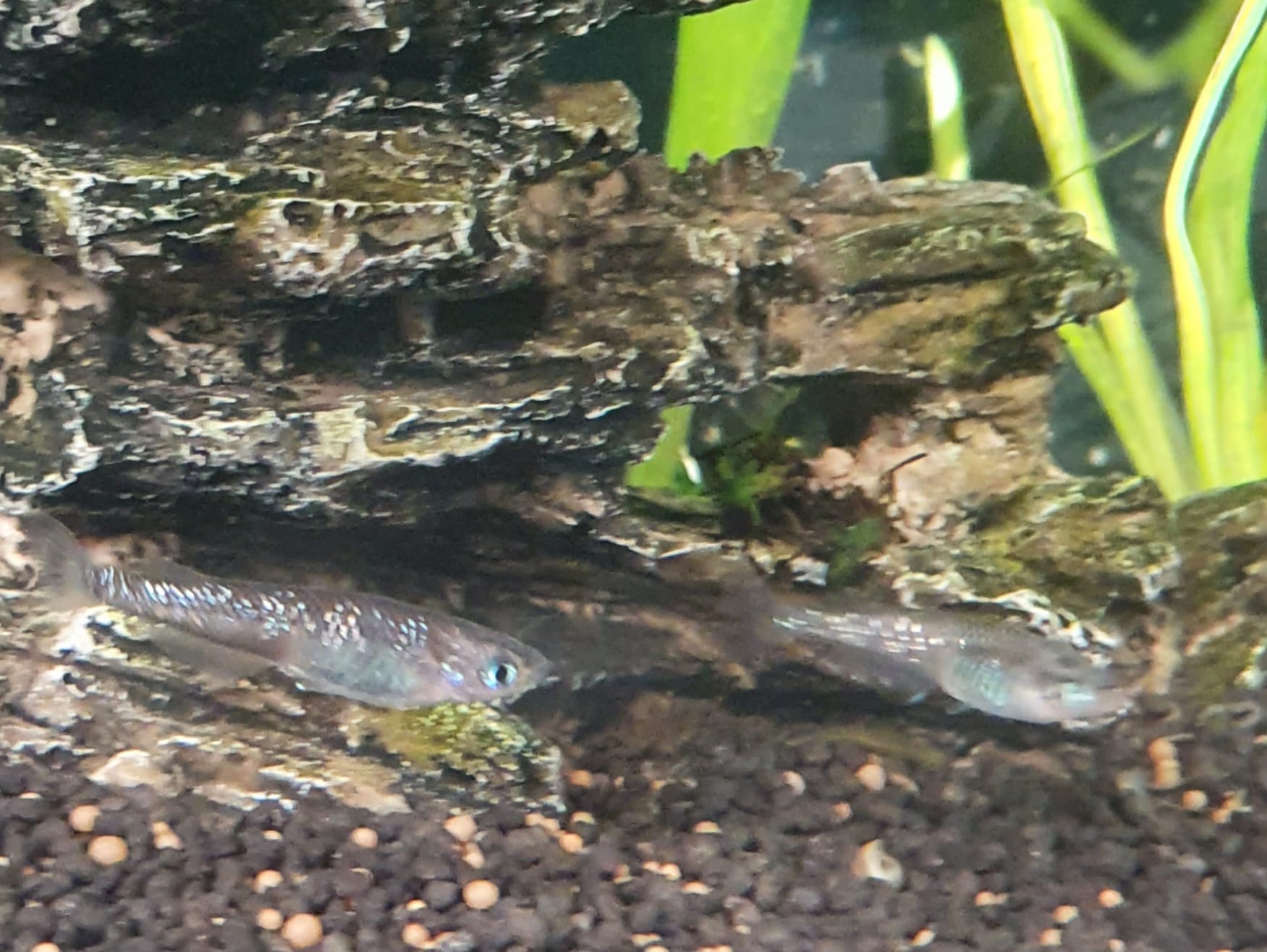 Diamond's Amphibians and Underwaterworld | Frankfurt