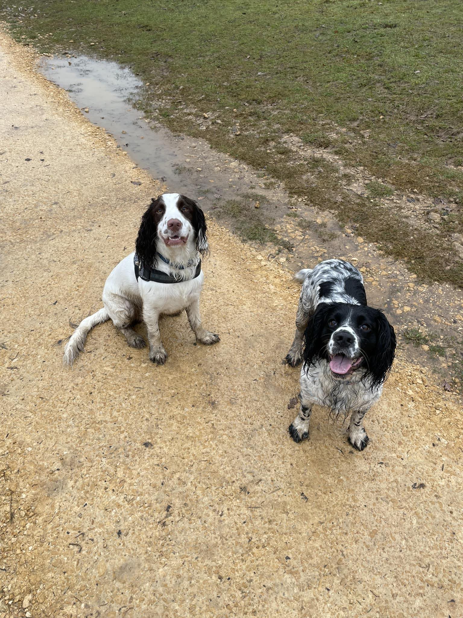Canine Trails | Brockworth