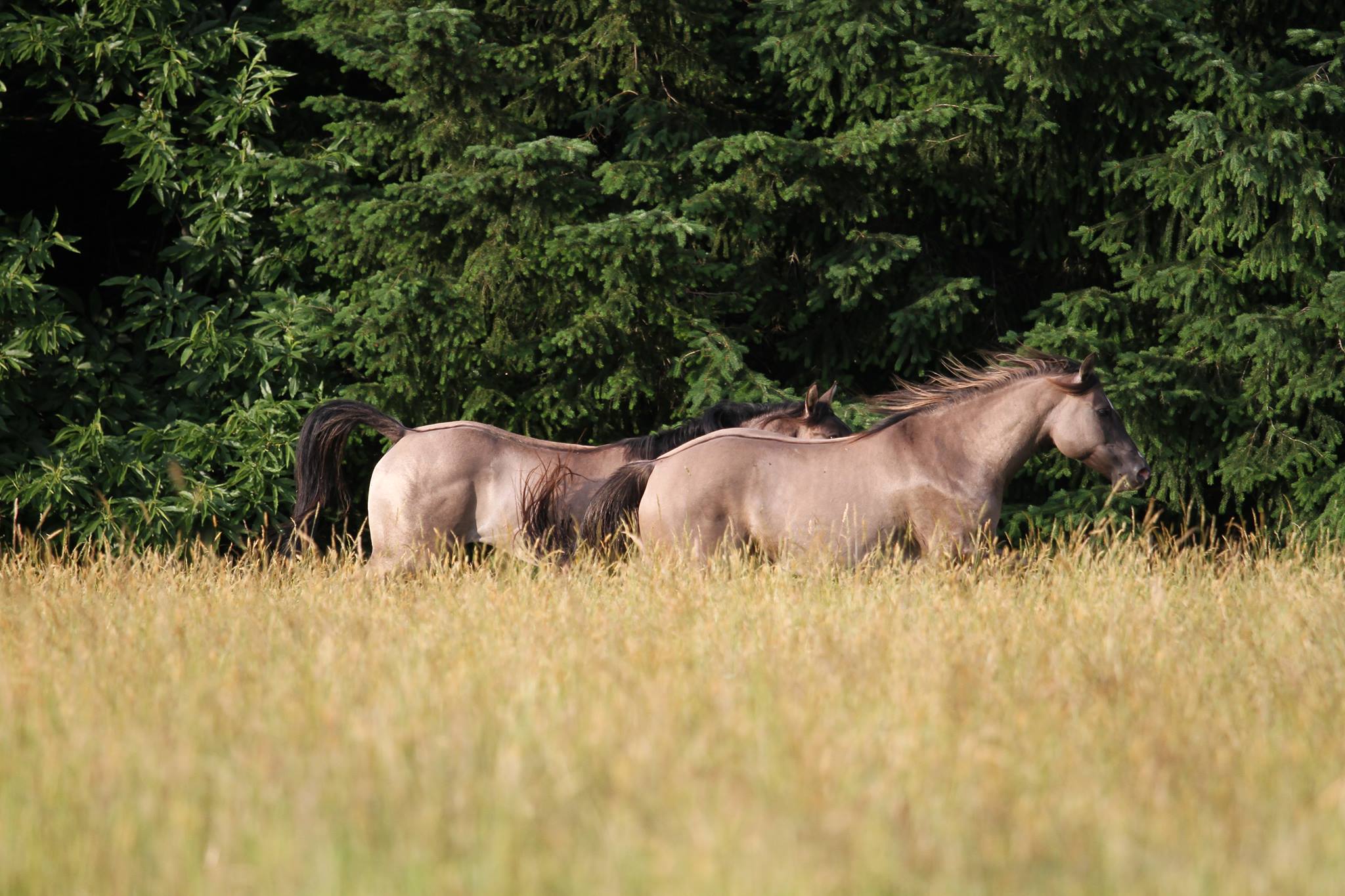 VVR Ranch