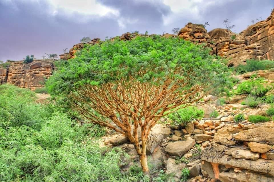 Mahad Jebiye