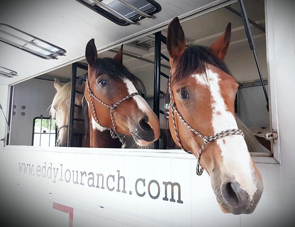 NEU IN EQUISHOP 🐎 Adamsbro ➡️ bit.ly/3ckNmrl