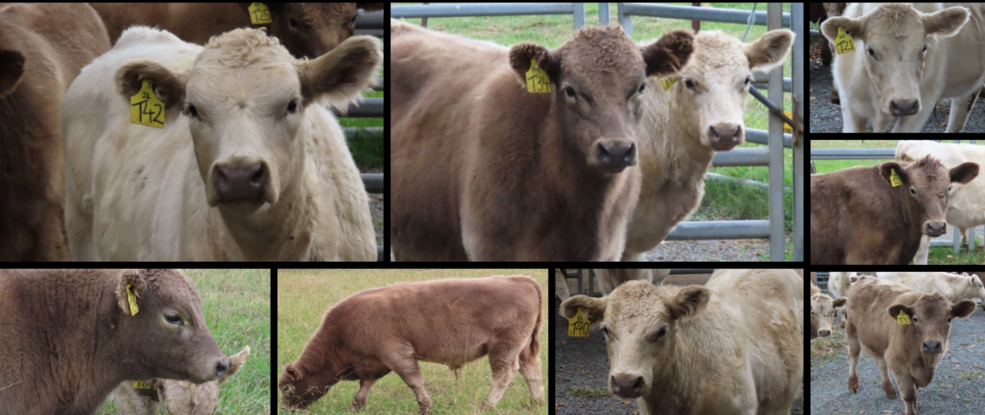 Greater Sydney Schools Cattle Competition