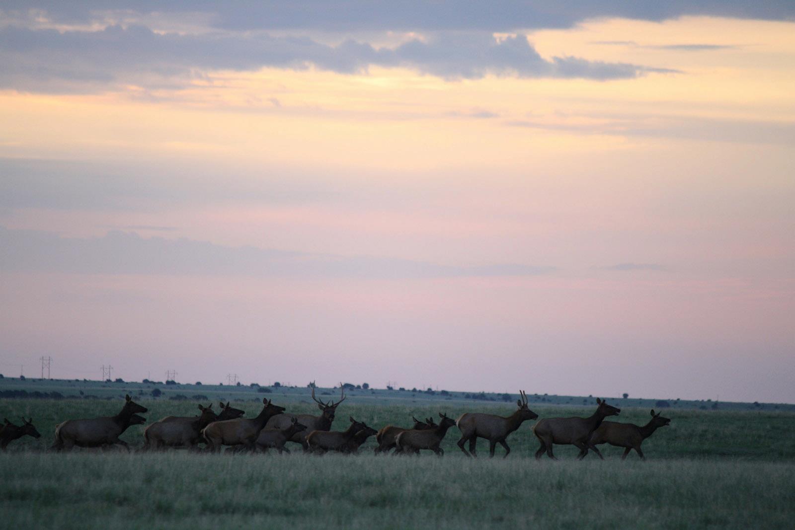 North American Rut Report... - North American Rut Report