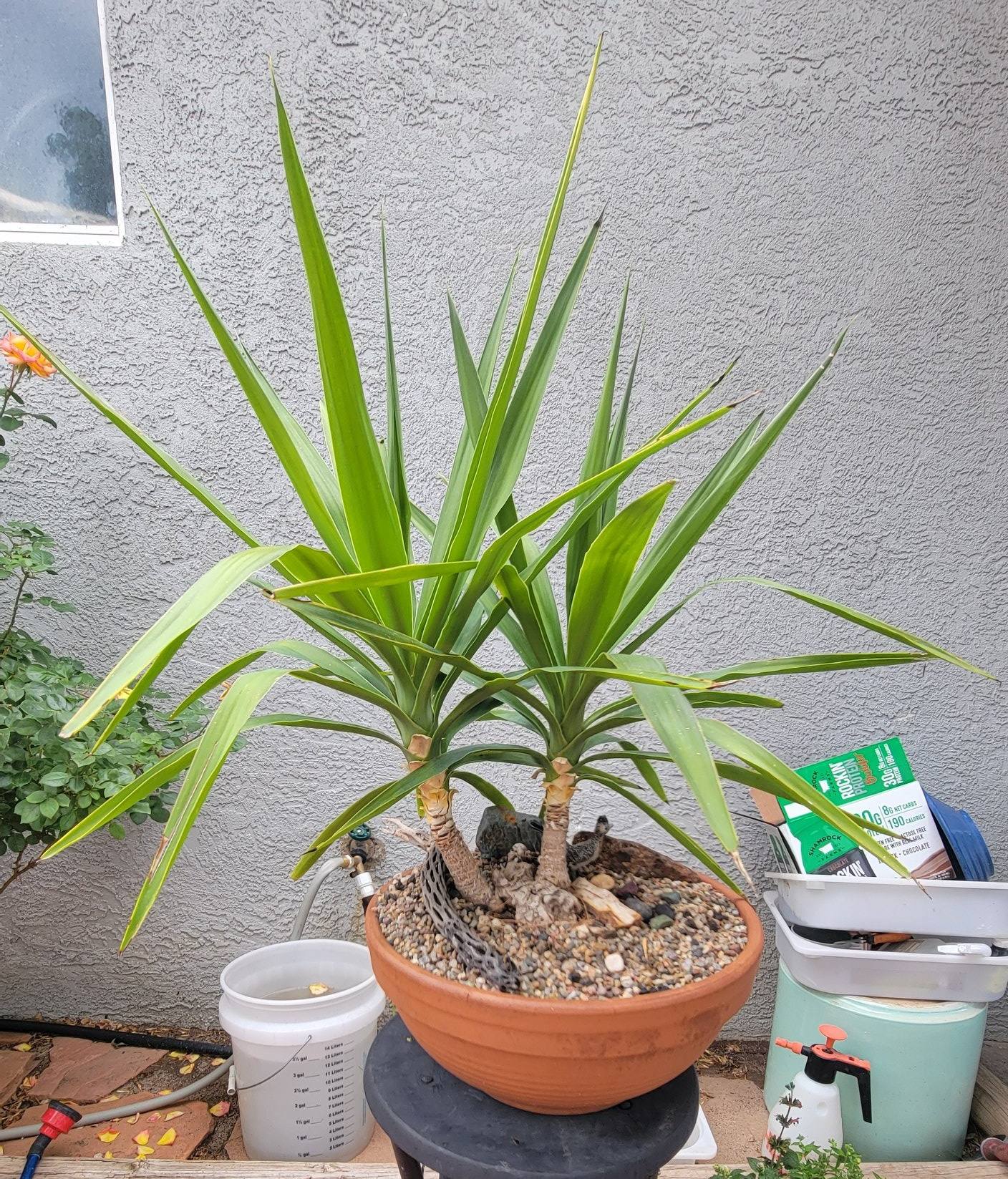Yucca plant identification help needed