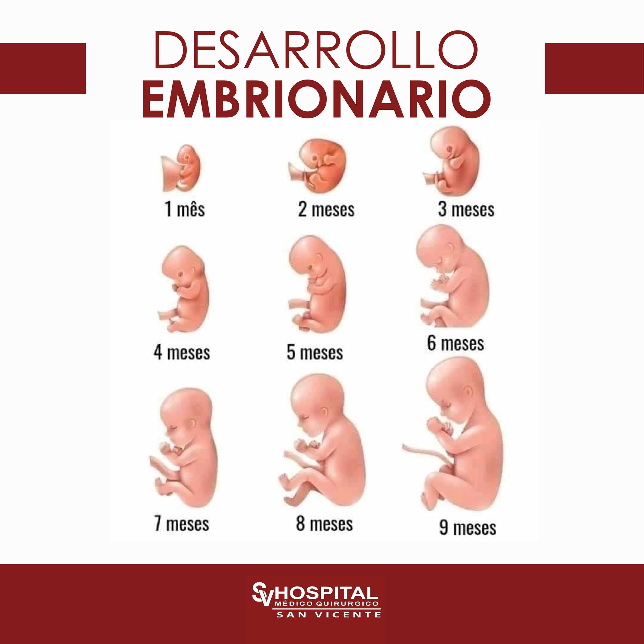 Hospital San Vicente Y Tu Bebe Cuantos Meses Tienes De Gestacion Pregunta Por Nuestros Paquetes De Parto Y Cesarea Citas Al 3687 09 21 22 Aquiles Serdan No 126 Santa Anita Jalisco Facebook