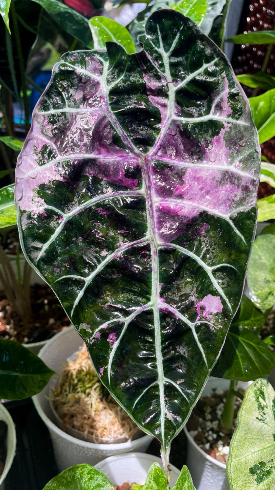 Alocasia 'Balloon Heart' pink variegated 🩷 My Valentine's fave