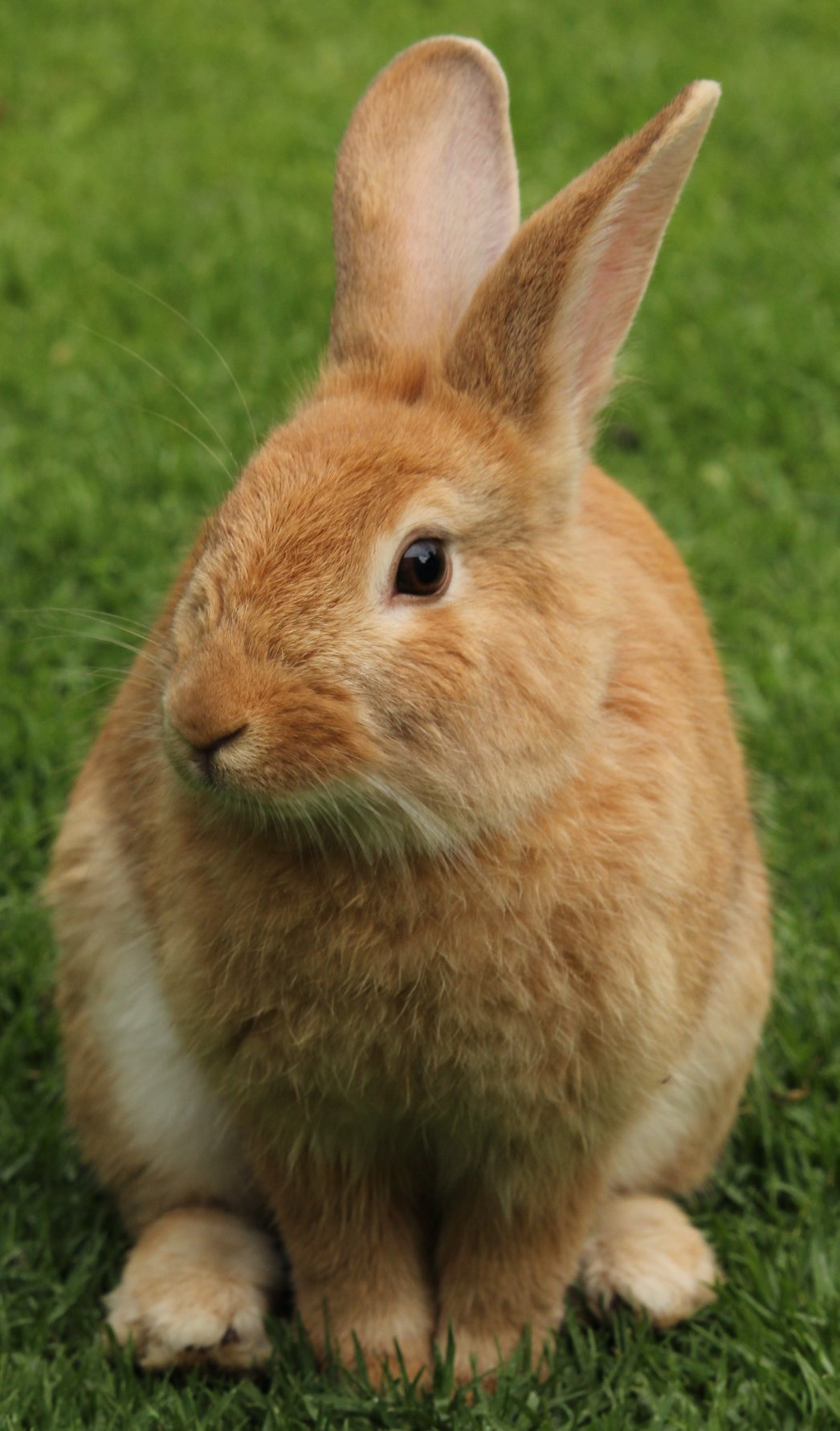 Paw Prints Vet Clinic Gwandalan - RABBIT AS A PET? Rabbits are lovable ...