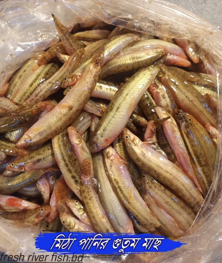 Fresh River Fish.BD | Dhaka