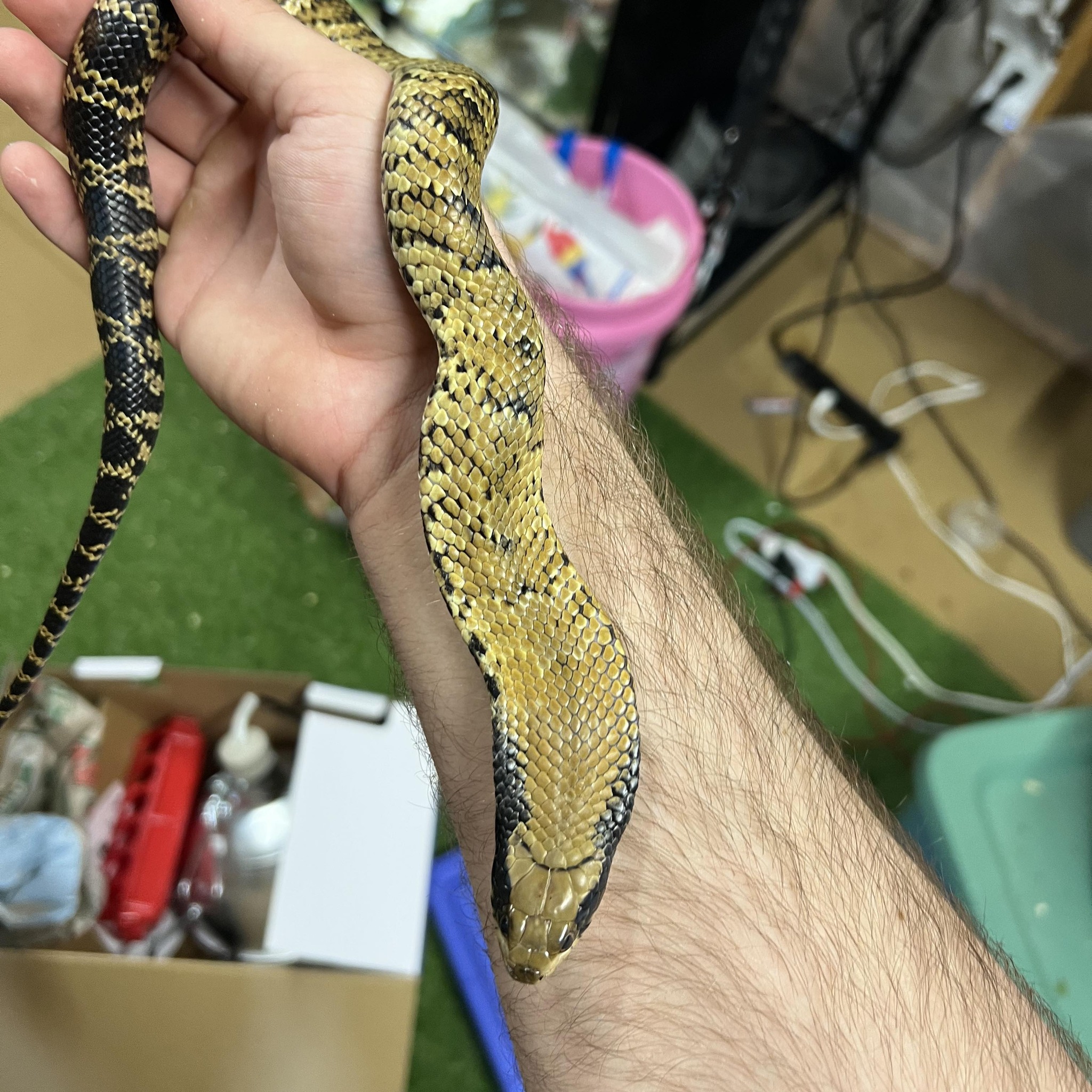 Serephina the hognose getting some outside and handling time . #pet # ...