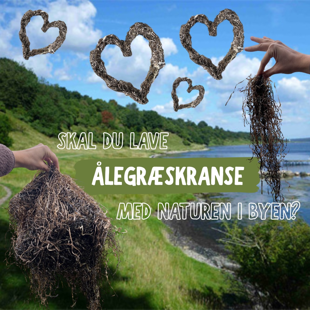 Ålegræskranse på Als Odde