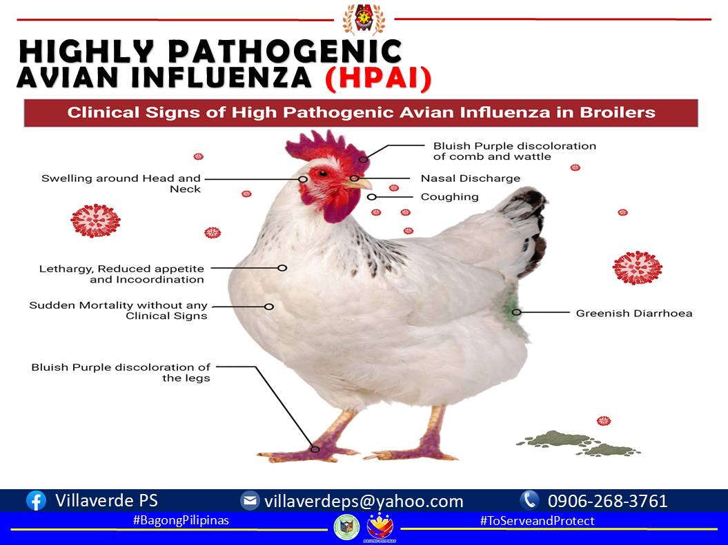 Villaverde PS - PAALALA Poultry and farm owners! Narito po... | Facebook