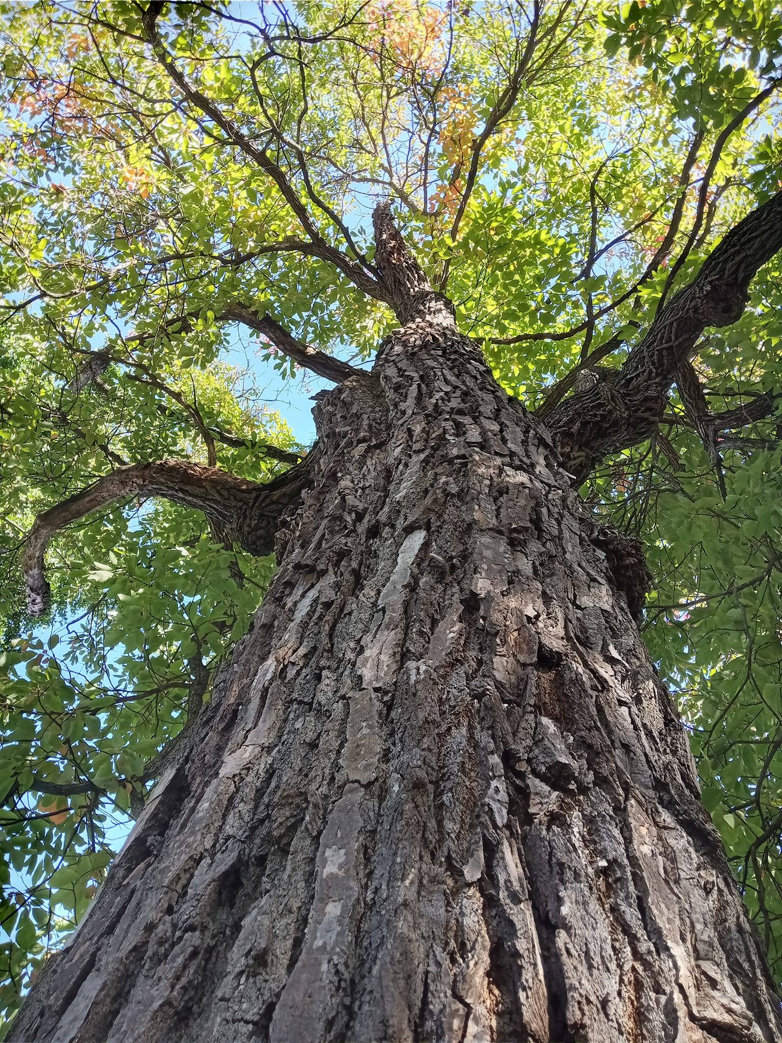 National champion sassafras tree in Owensboro, Kentucky