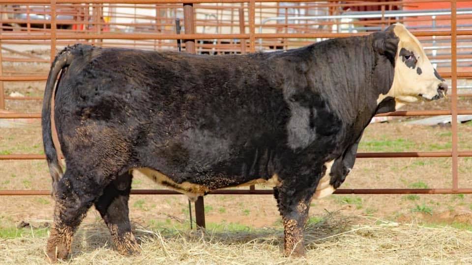 Summer at Azure Valley ☀️... - Azure Valley Black Herefords | Facebook