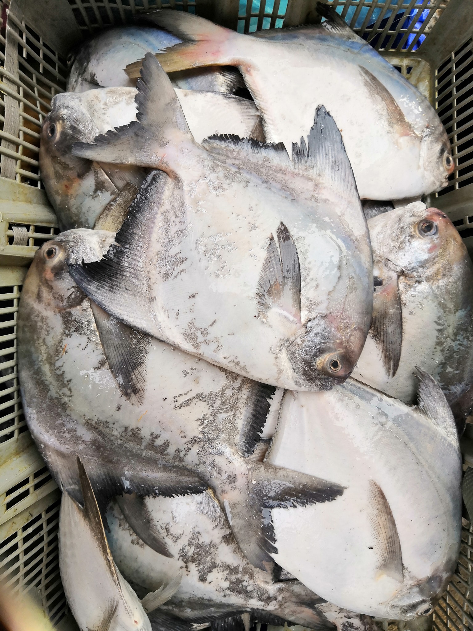 斗昌 vs 白昌... - HJSam Seafood 海脚人 | Facebook