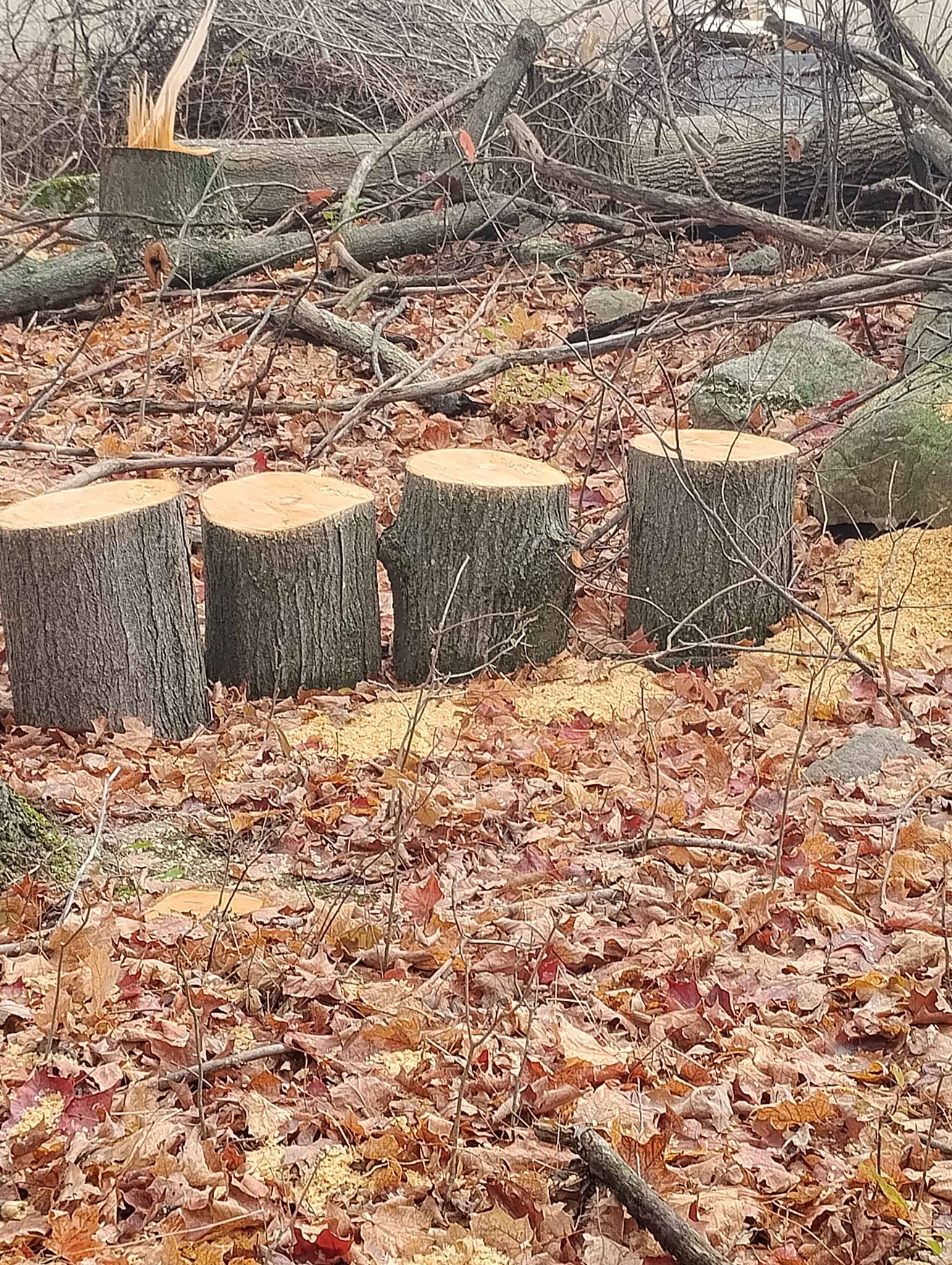 For sale hard maple block wood unsplit you pick it up 40 dollars a cord ...