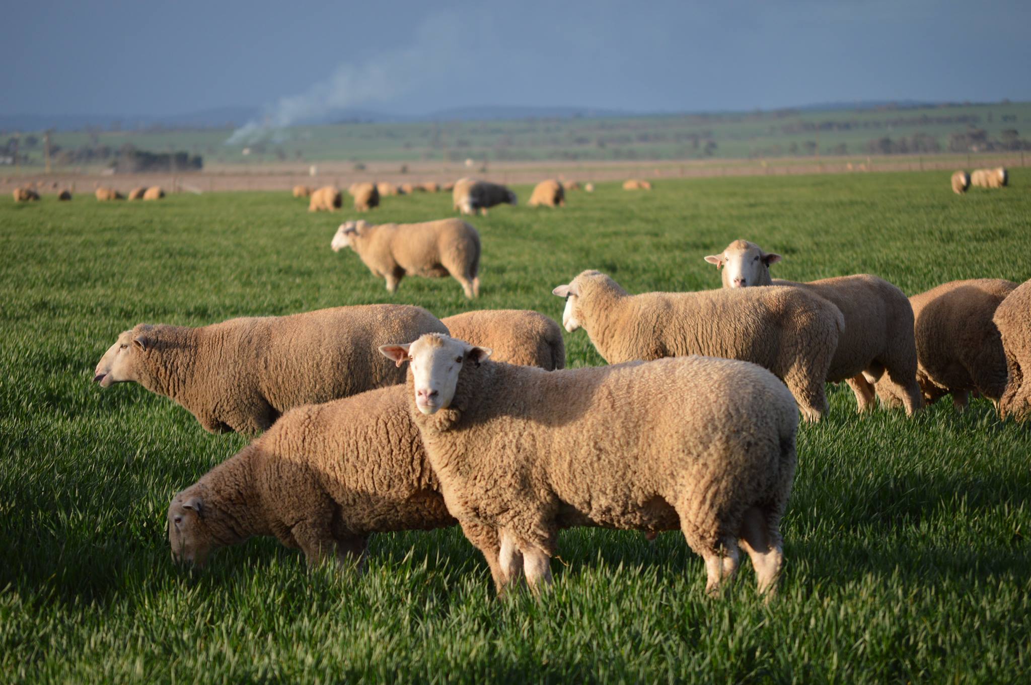 Ashmore Rams