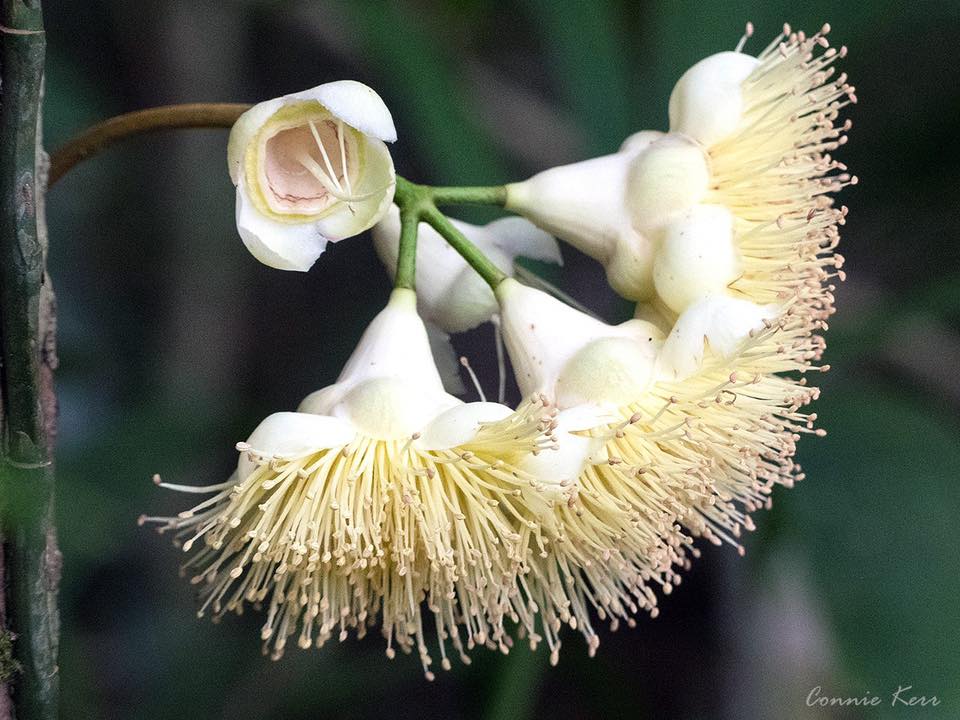 Flower of the Bumpy... - Save the Daintree Rainforest