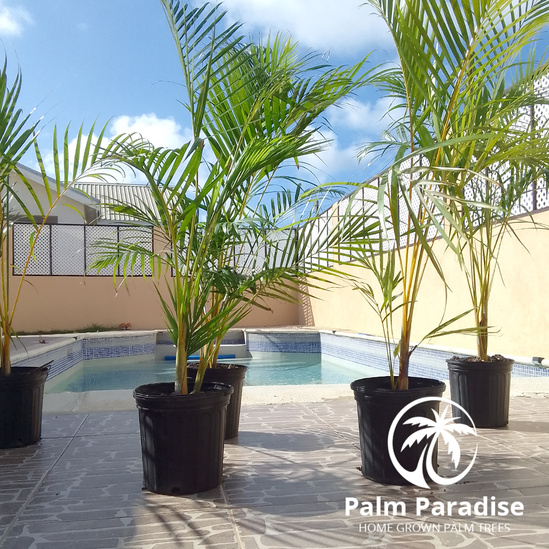 Palm Paradise