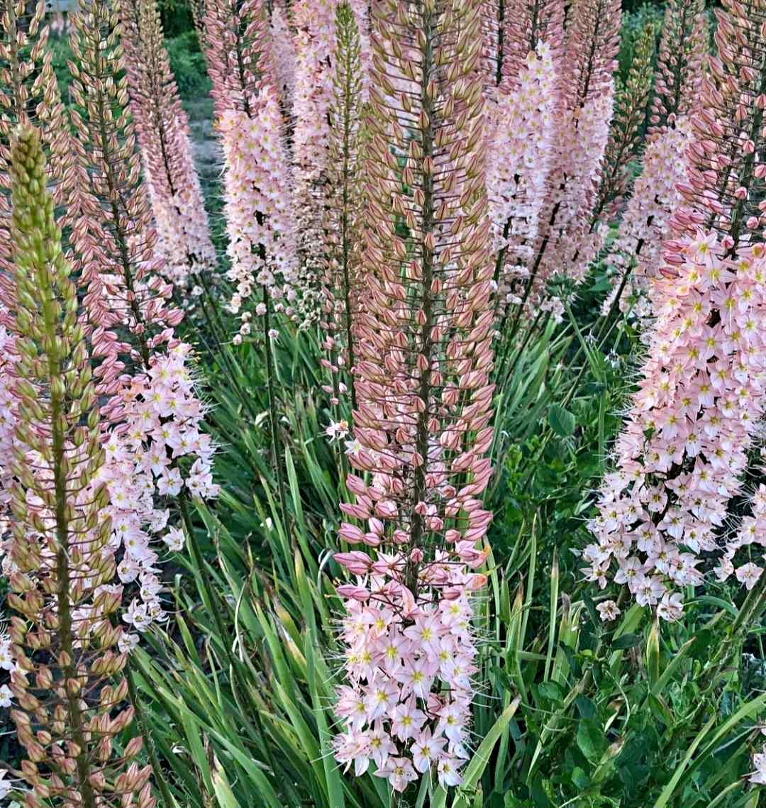 Perennial Pink foxtail lily - Plants & Seedlings - Lincolnton, North ...