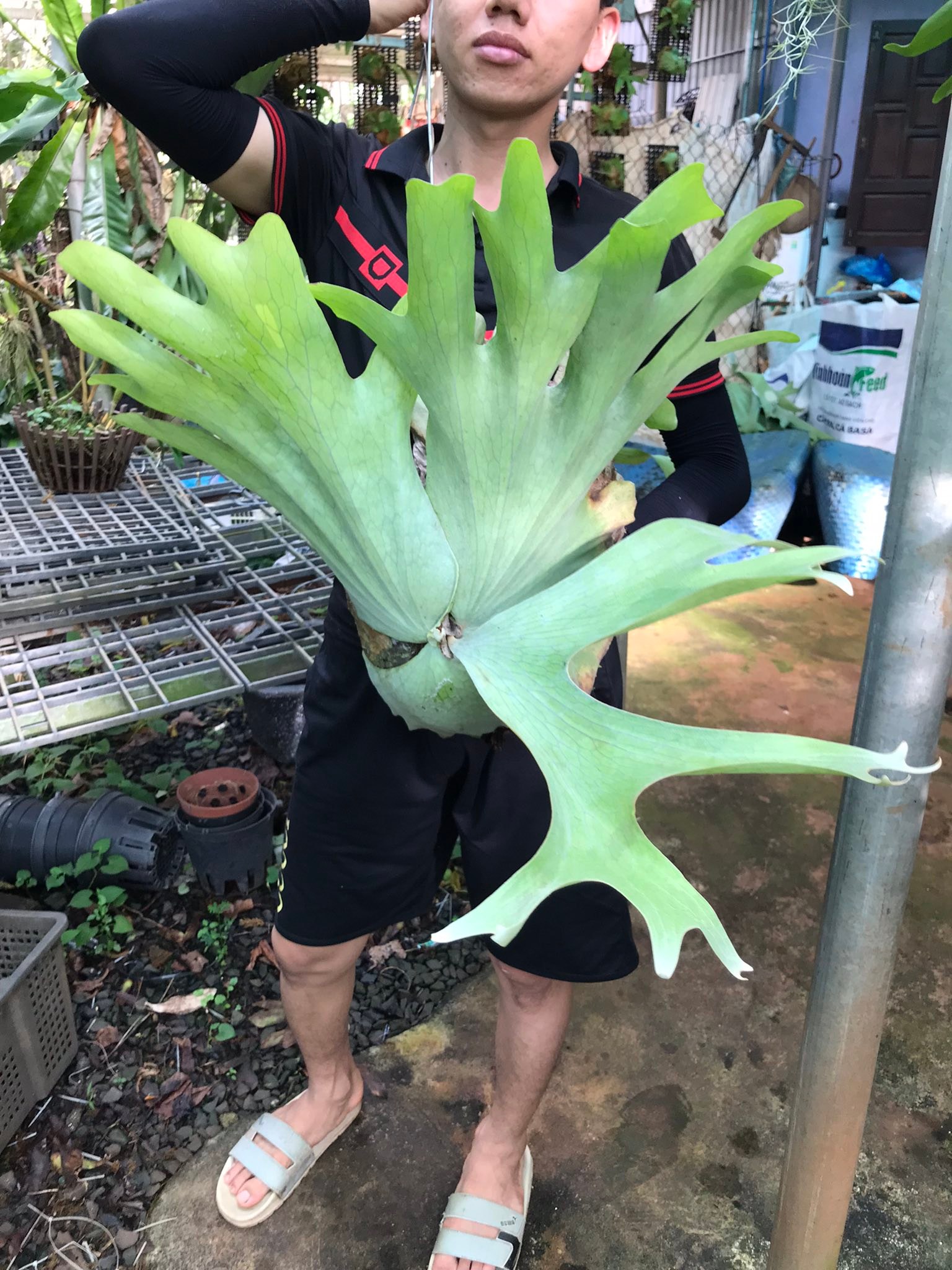 Chợ KIỂNG LÁ VIỆT NAM 🇻🇳 - VIET NAM Ornamental Plant Market | Em lên ổ ...