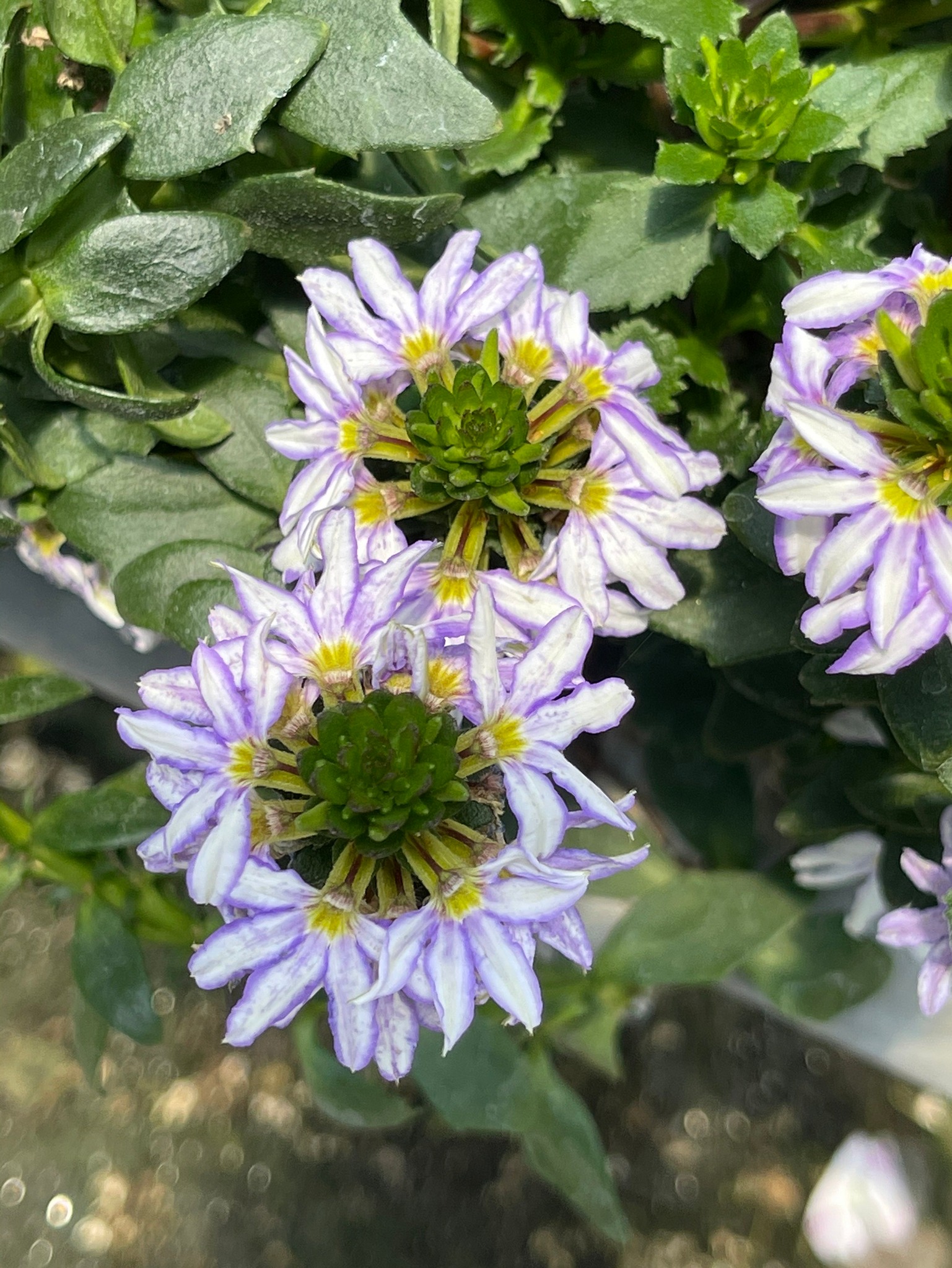生活花園 - 紫扇~ 是先有扇子還是先有紫扇花? 我們所想得到的 都存在著 只是我們慢慢的看見或發現...