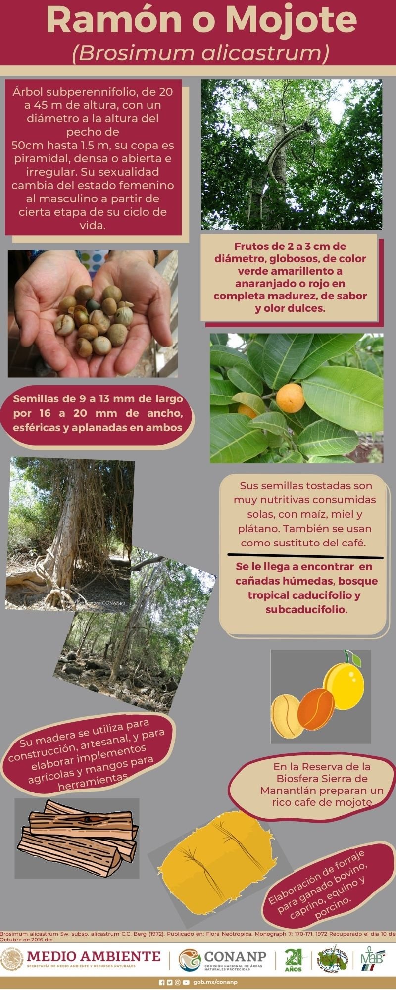 Árbol Ramón o... - Reserva de la Biosfera Sierra de Manantlán | Facebook
