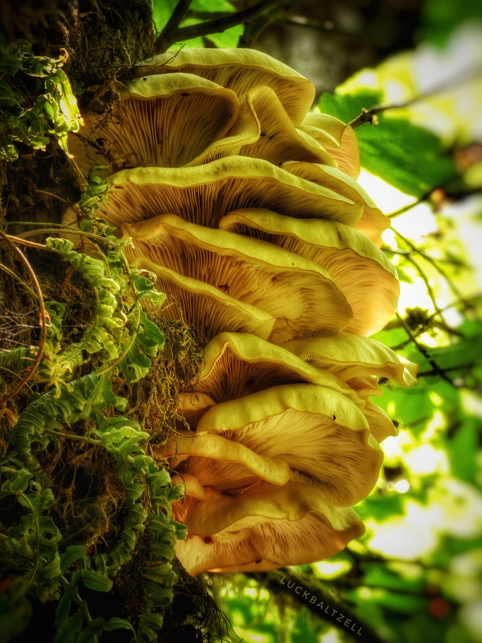 Fungus growing on a tree in a ravine