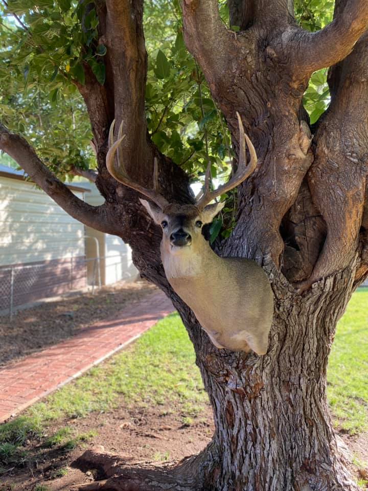 DTR Taxidermy - Hunter Reneau killed him a beautiful big...
