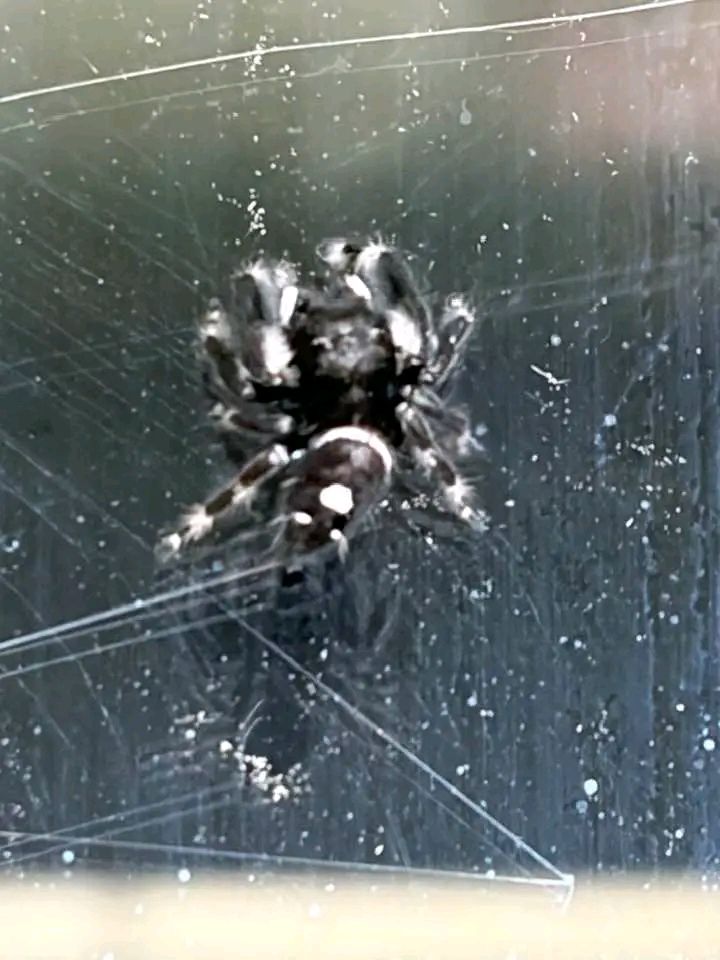 Is this a jumping spider on my door?