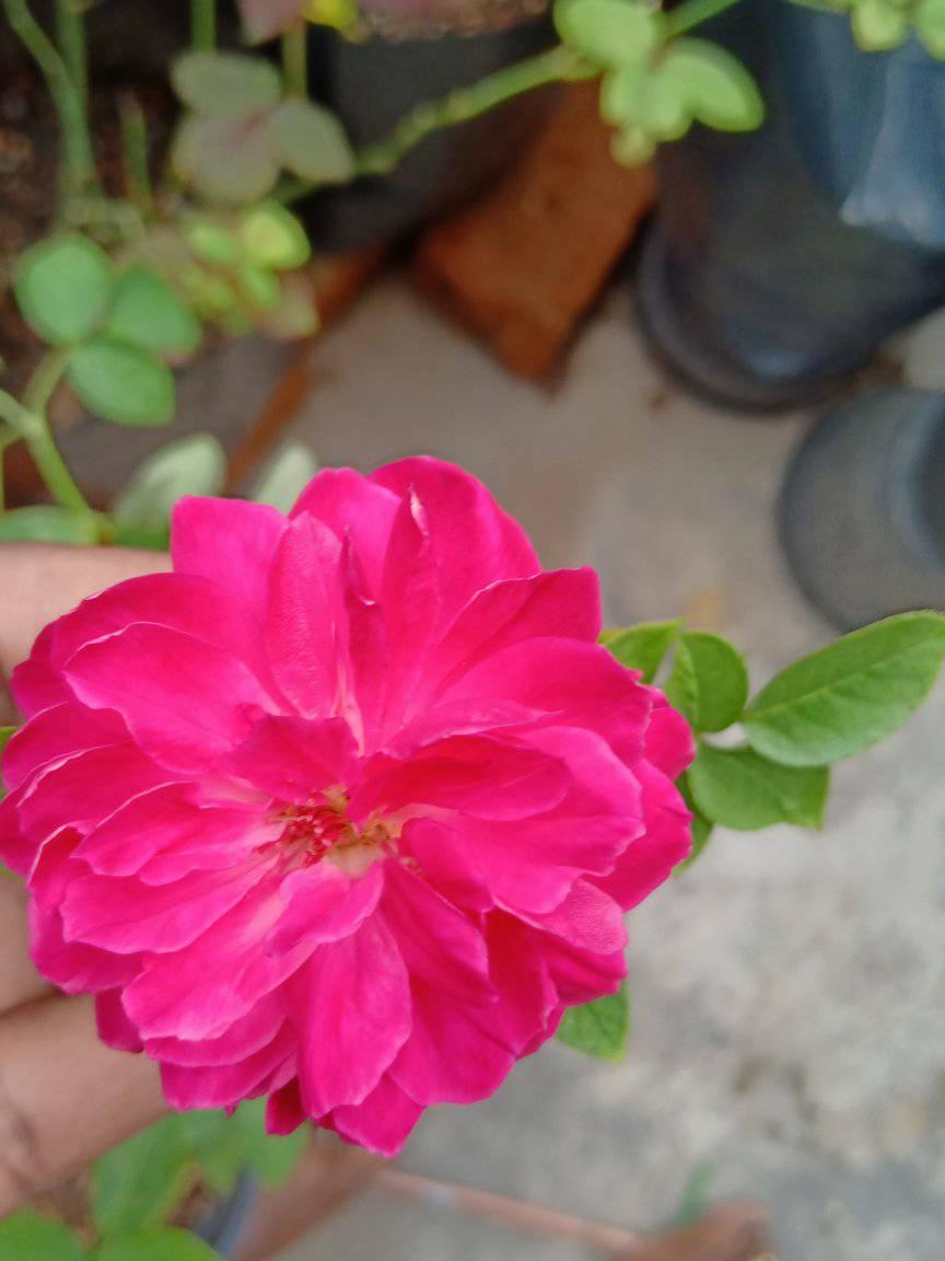Green Roses Garden added a new photo. - Green Roses Garden