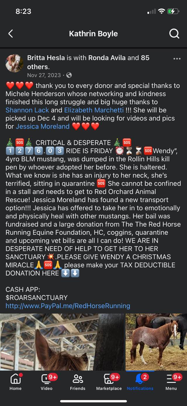 Horse con artists, scammers, Liars & Thieves. | Facebook
