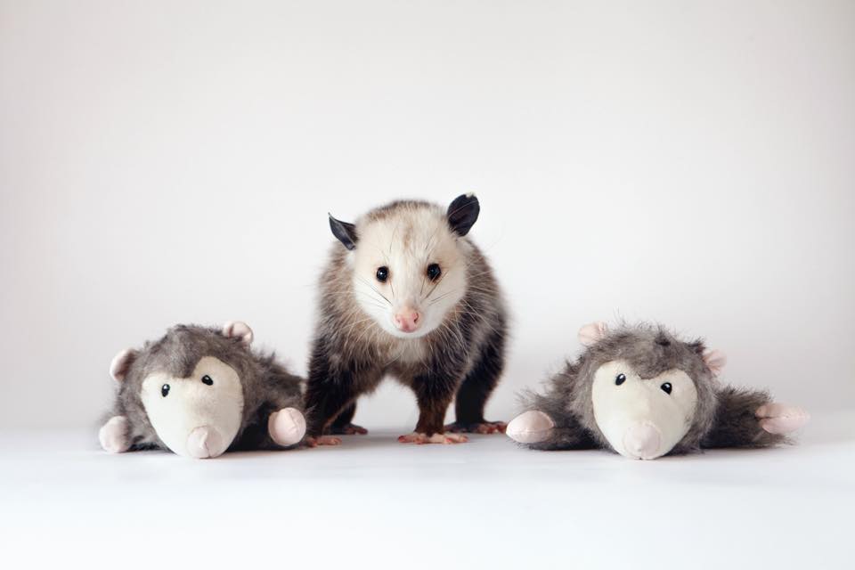 Pinky Possum’s Legacy - The baby possums wanted to peek out of their ...