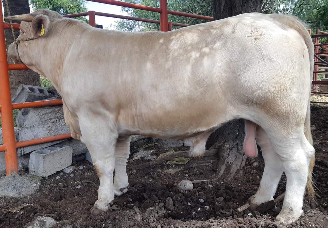 Rancho La Escondida... - Rancho La Escondida Charolais