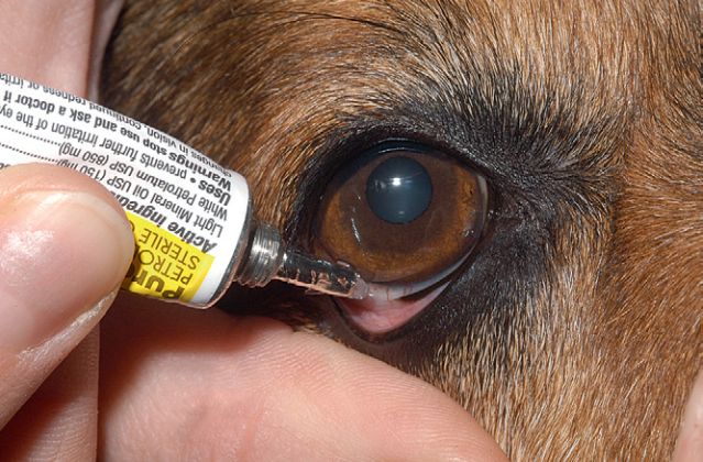 伊亞小分享 貓咪點眼藥水就是那麼簡單 伊亞動物醫院oia Animal Hospital Facebook