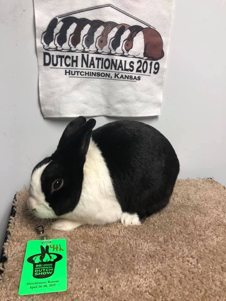 Dutch Vibes Rabbitry