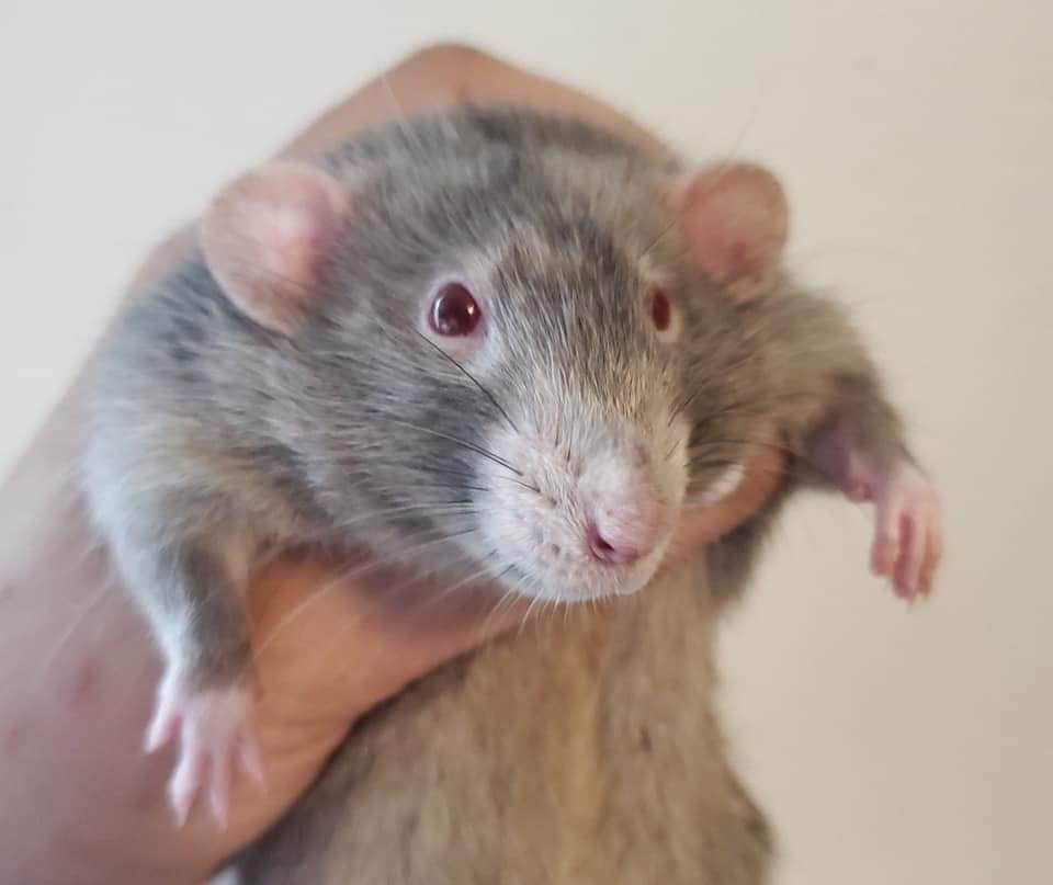PNW Rattery | Clackamas OR