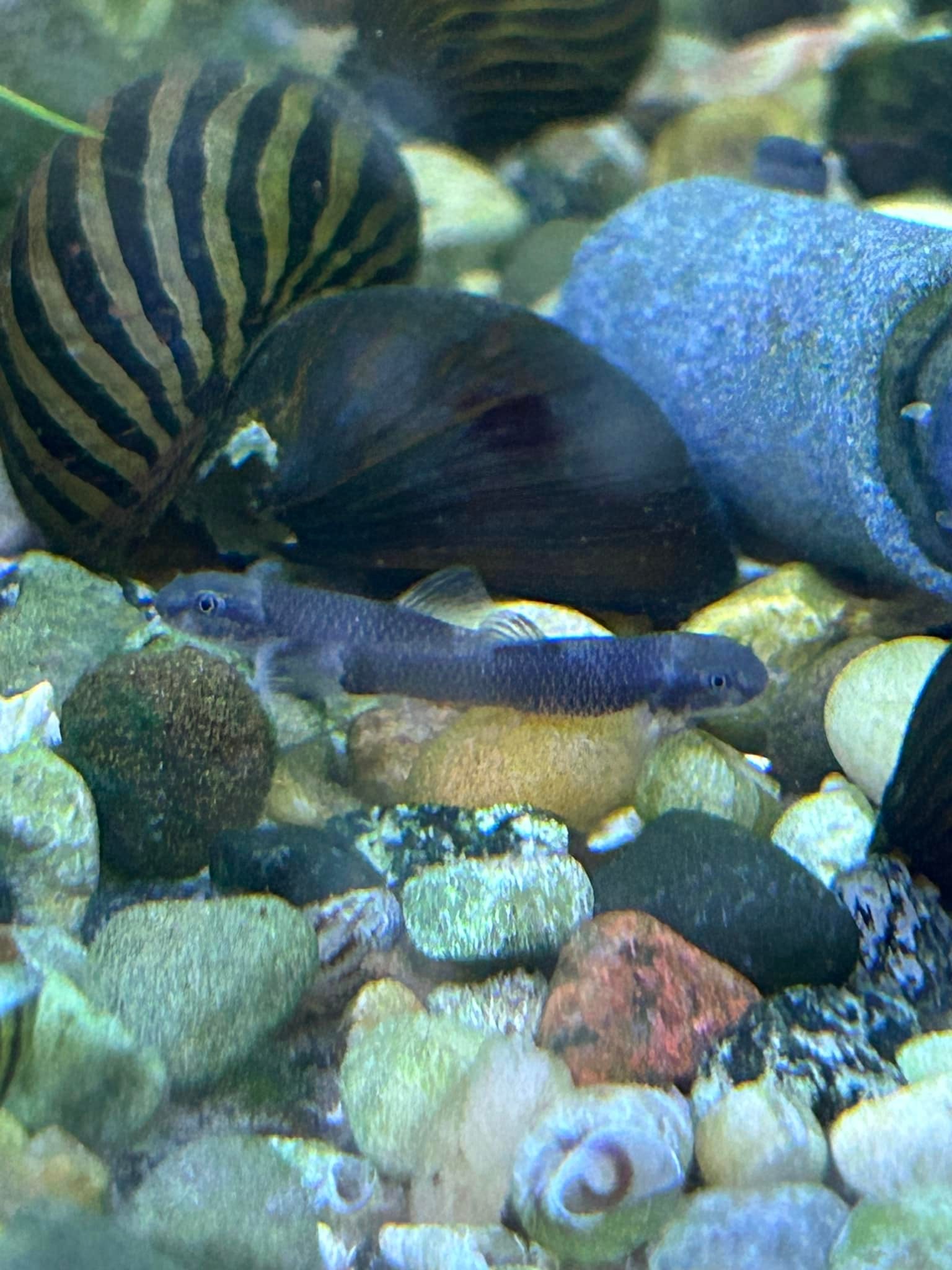 Chris’s Pet Shop