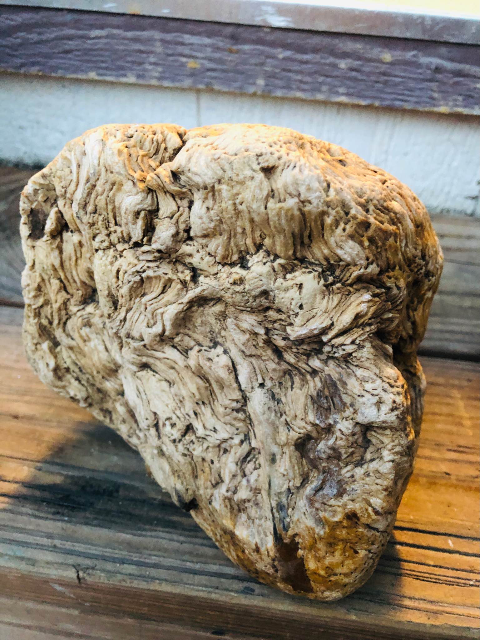 This is a rare, large-scale petrified root stock specimen. - Rocks ...