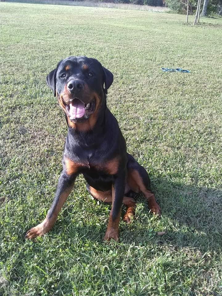 AKC Rottweiler Stud | Appomattox VA