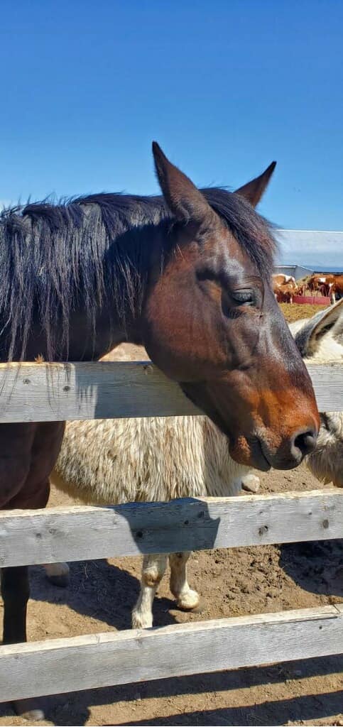 Timberline Ranch Trail rides and horse rescue | Detroit Lakes MN