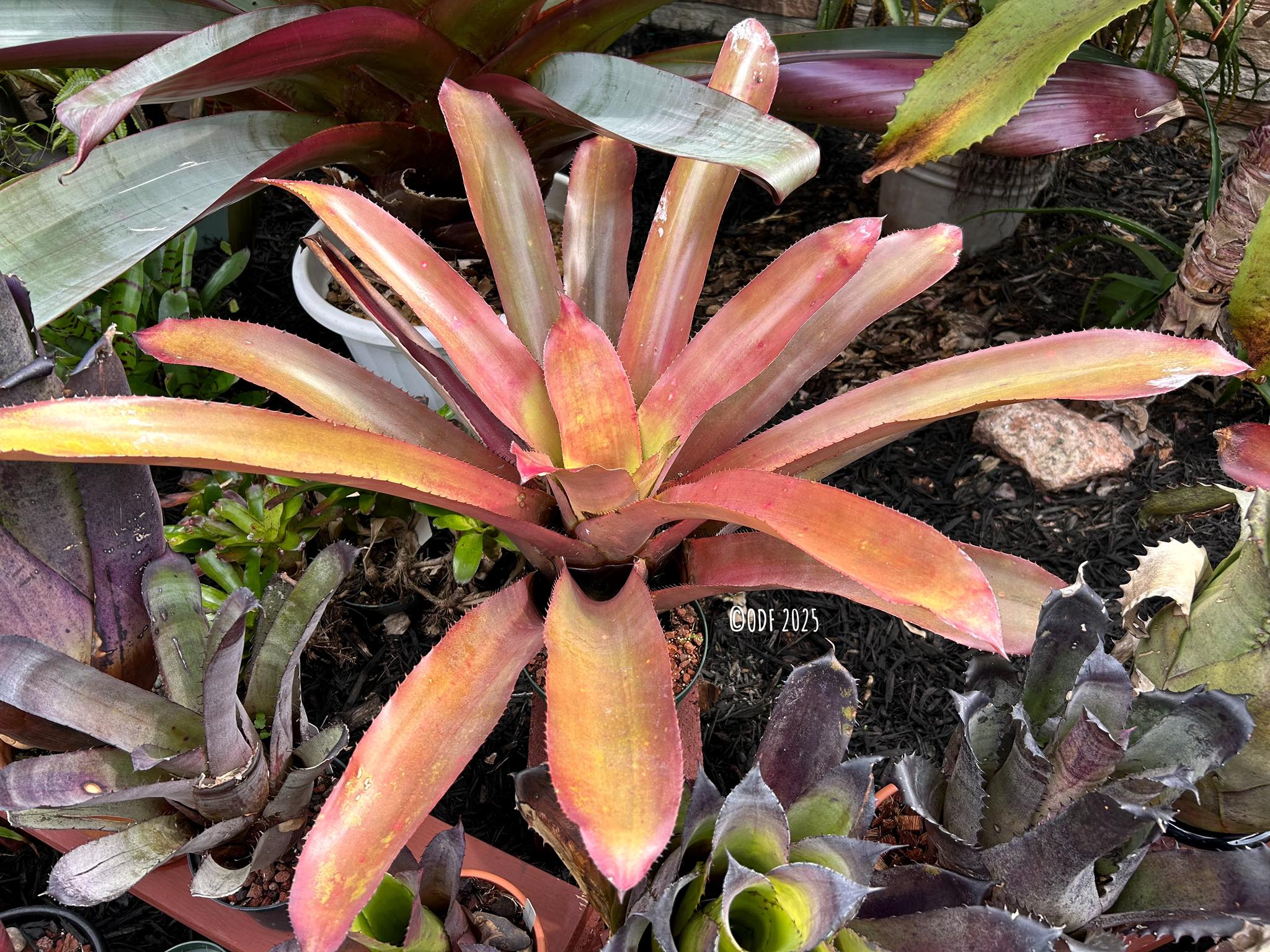 Hohenbergia “Sandra's Mountain “