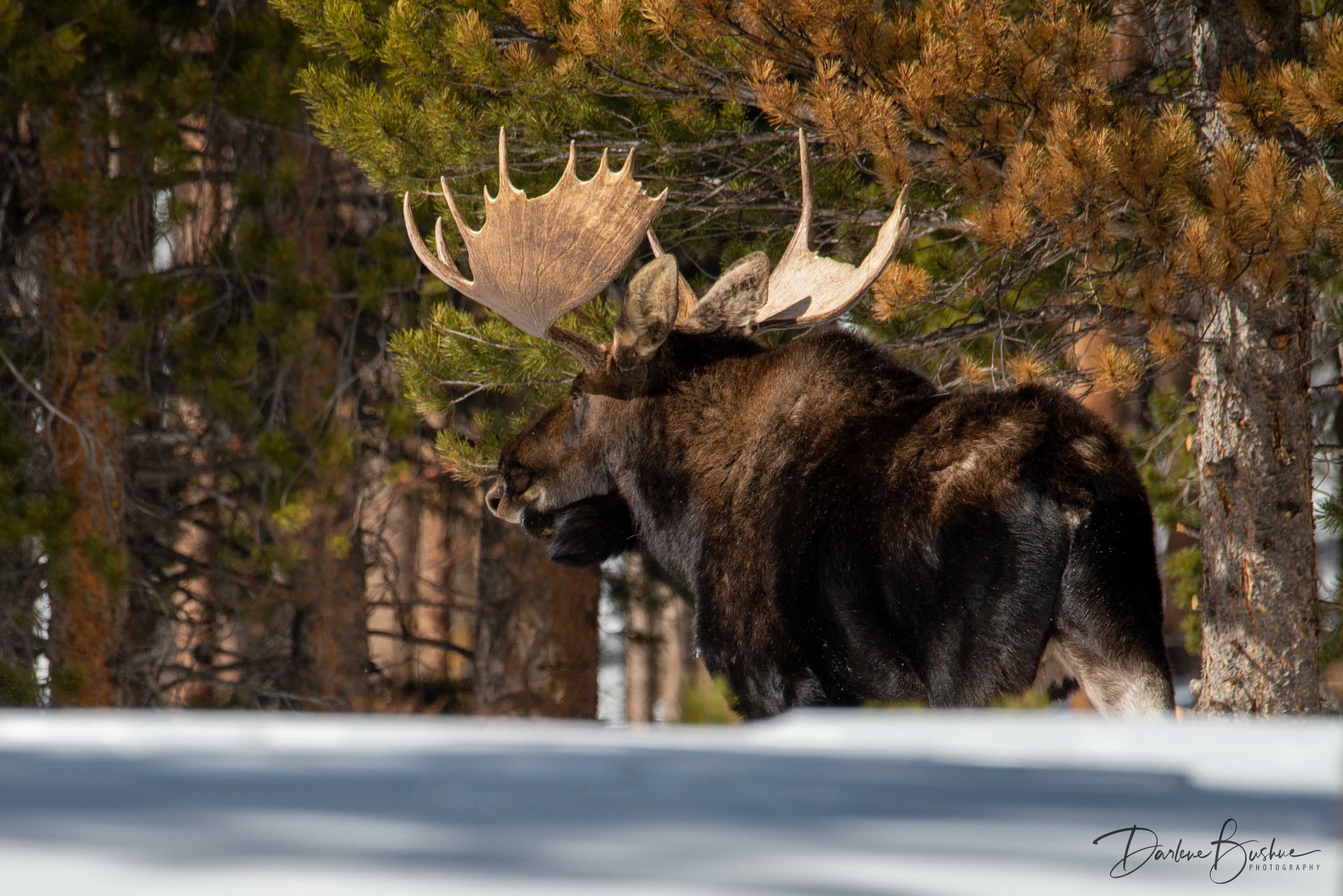 Darlene Bushue Photography - Had a bit of spring fever today, so I took ...