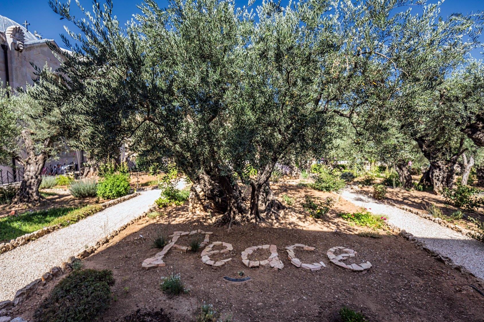 The ancient olive trees in the... - Holy Land Pilgrimage