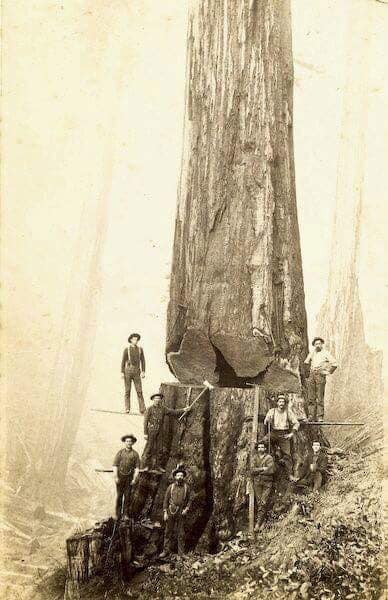Now this is huge tree!!! Sandpoint,... - Kick Back Timber