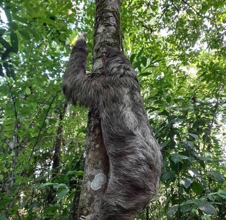 Recuerden que en nuestra... - Reserva Natural Capi Capi