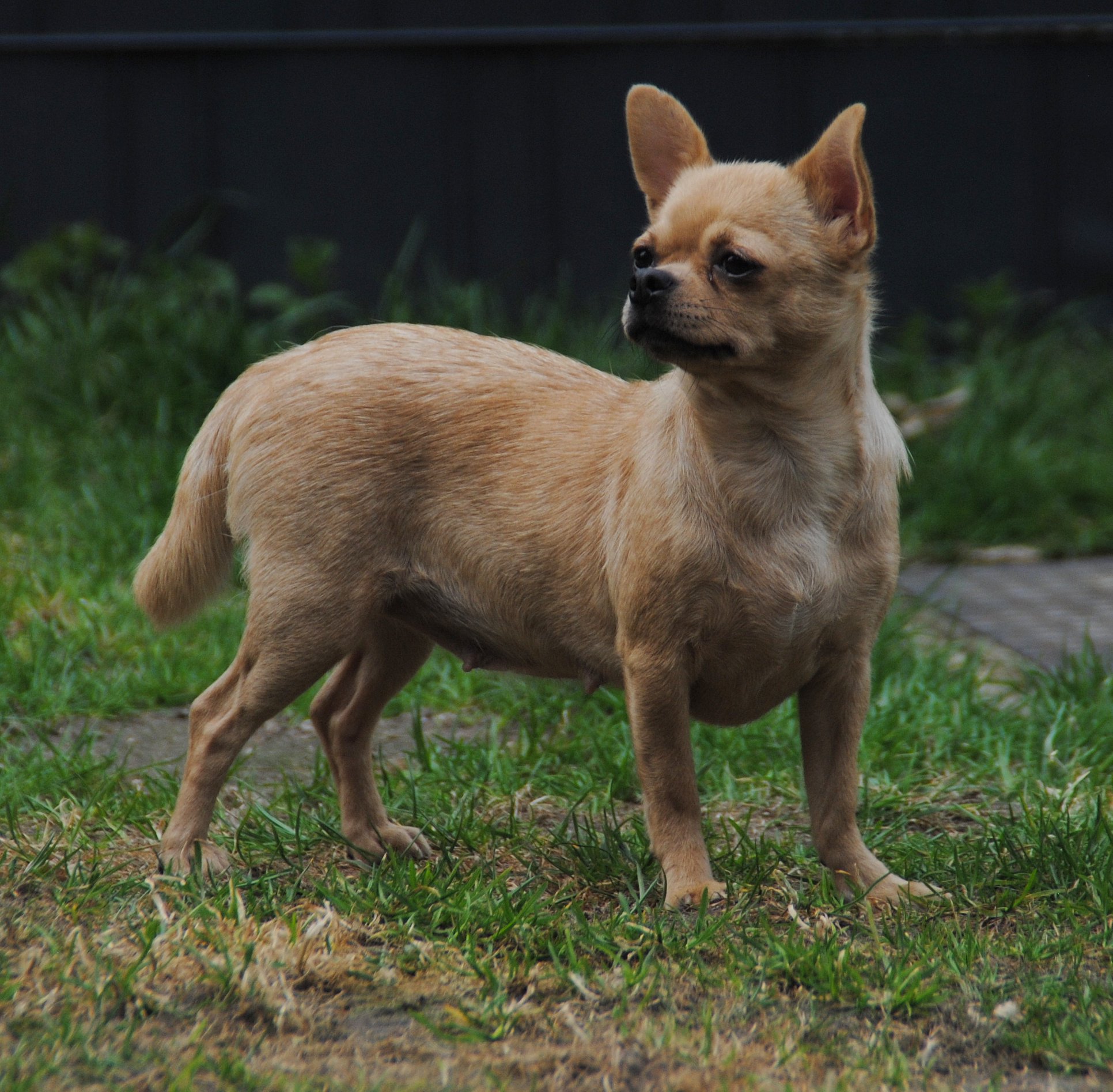 Unsere Bavarian Dreams Glanz Und Chihuahua Vom Thanhuser Land Kennel Facebook Ken uw hondje , rasbeschrijving. facebook