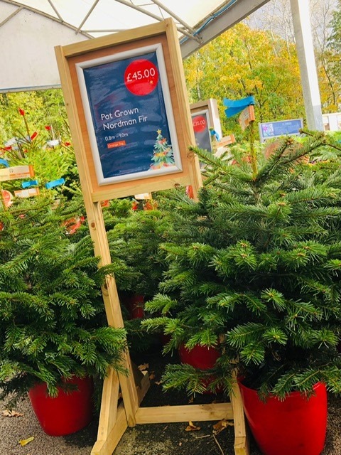 🎄🎄Potted Real Christmas trees have... - Howdens Garden Centre