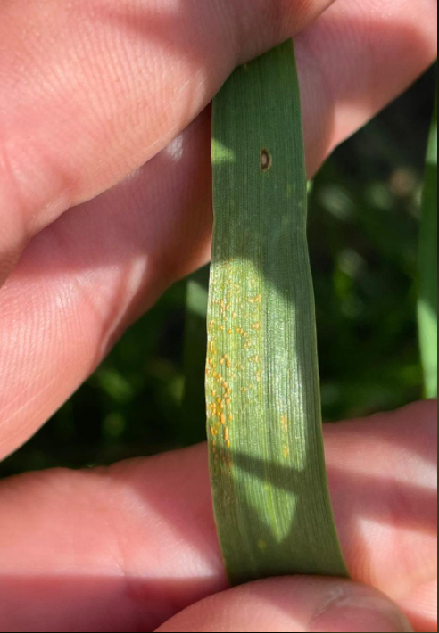 Elders - Have you seen this? Strip rust is hard to find... | Facebook